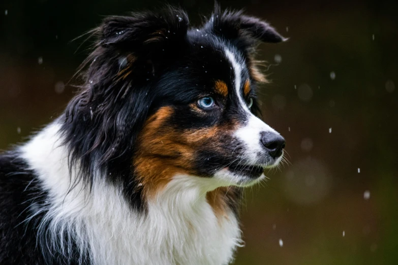 a dog is looking into the distance in the rain