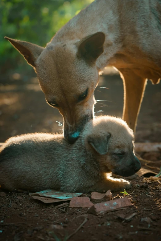 a dog is playing with two puppies outside