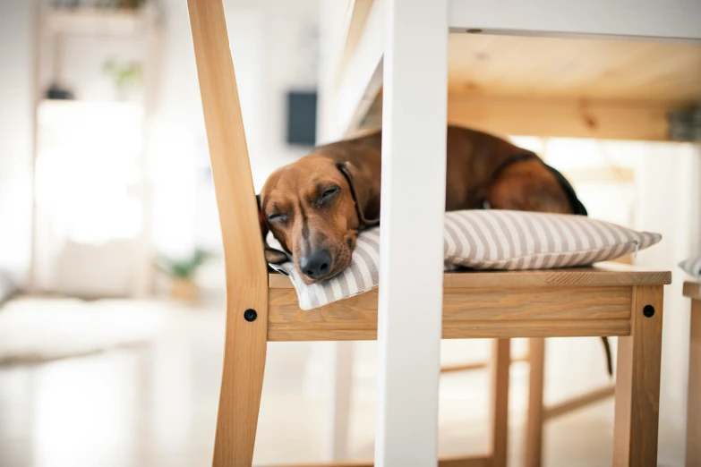 a dog sleeping on a pillow at the end of a chair