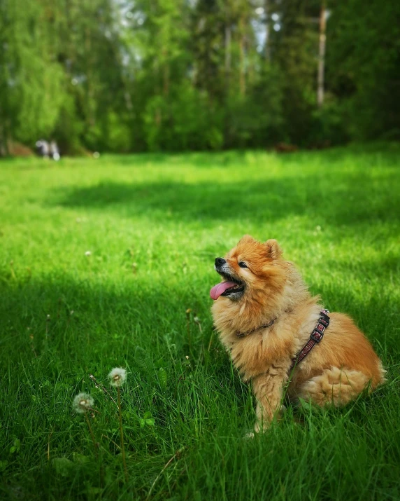 a small brown dog sitting in the grass