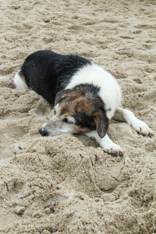 the dog is relaxing on the beach sand