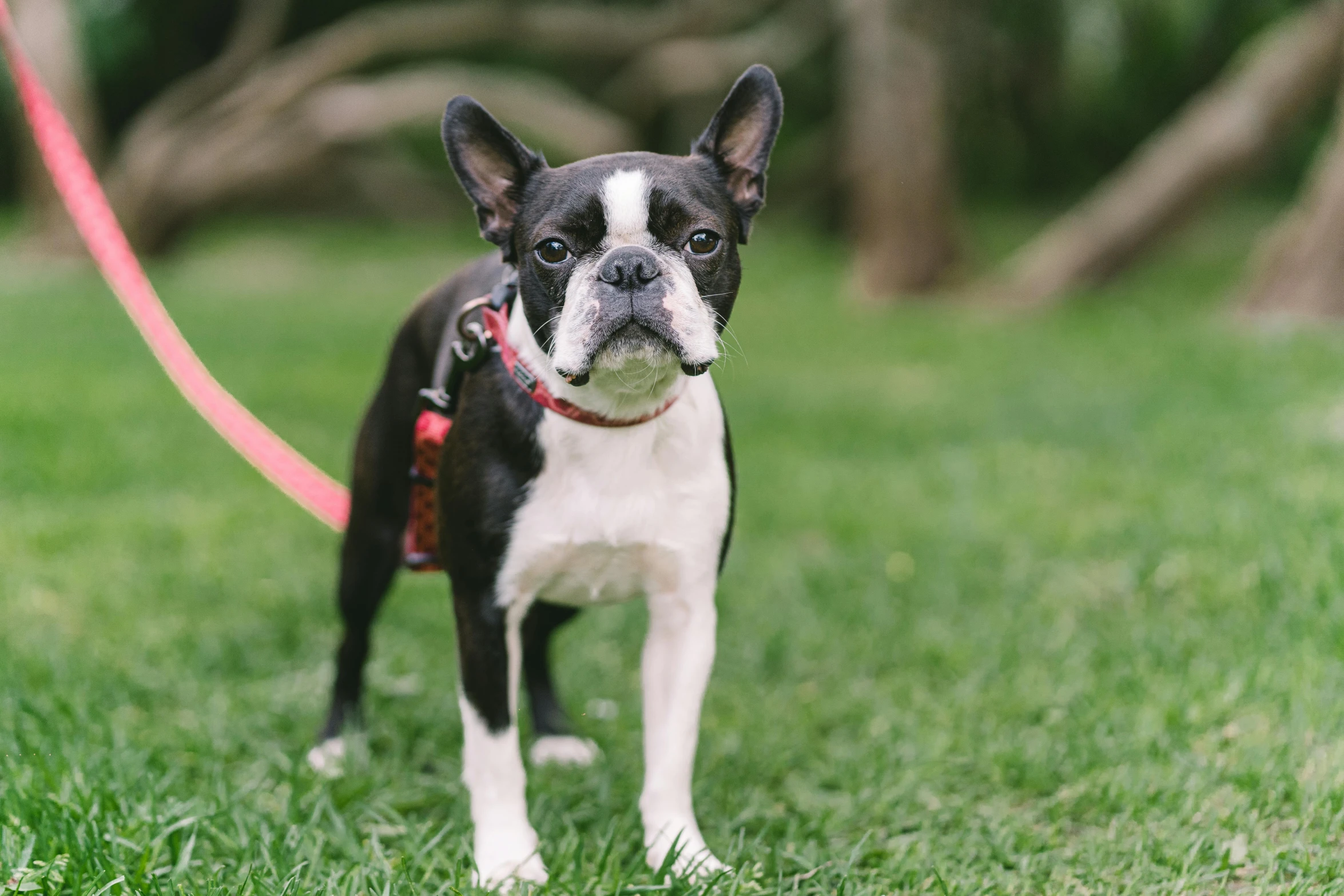 a small boston terrier stands on the grass