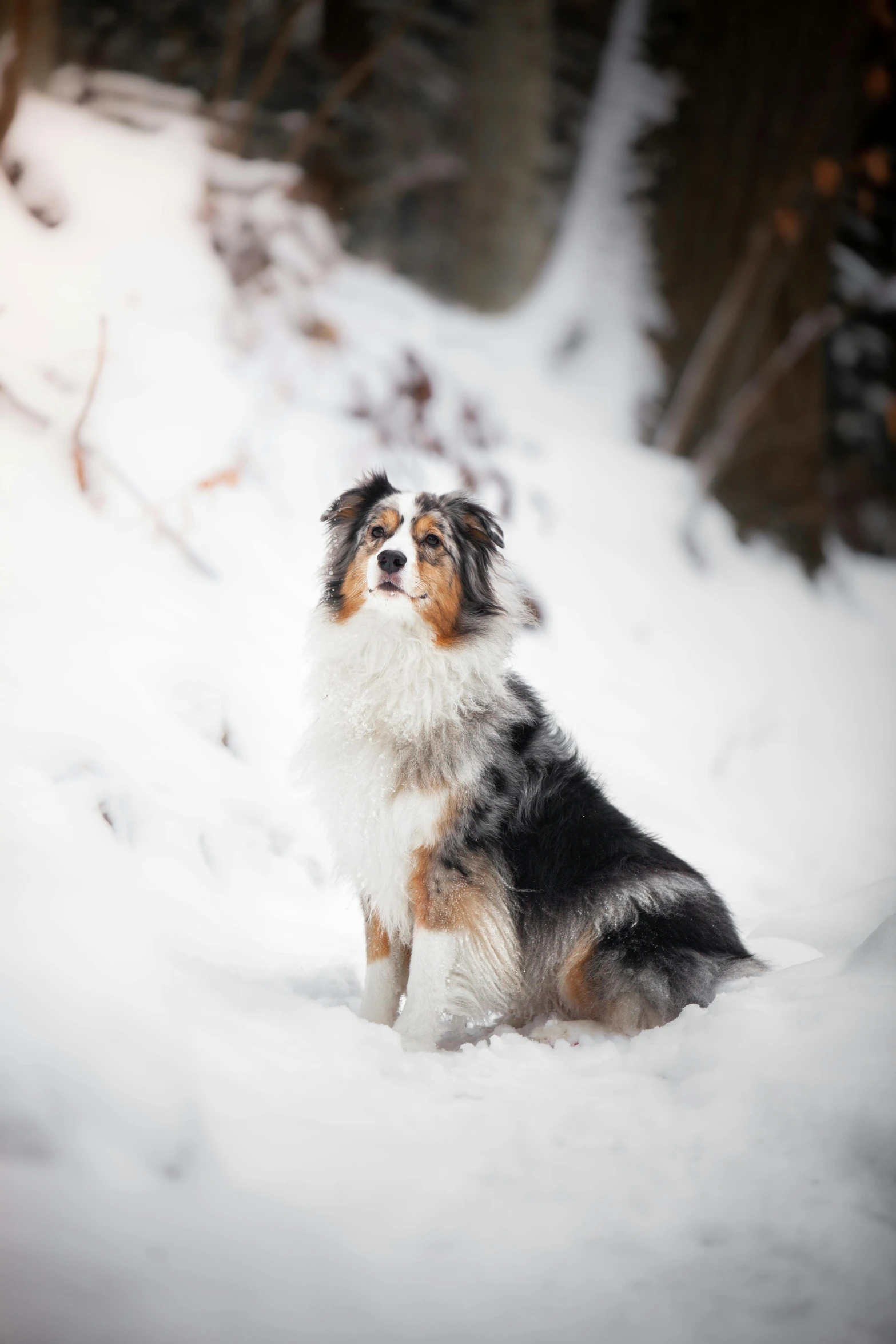 a small dog is standing in the snow