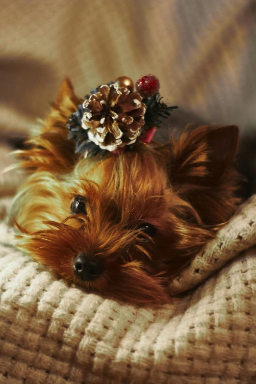 a puppy lying on a pillow holding a christmas ornament