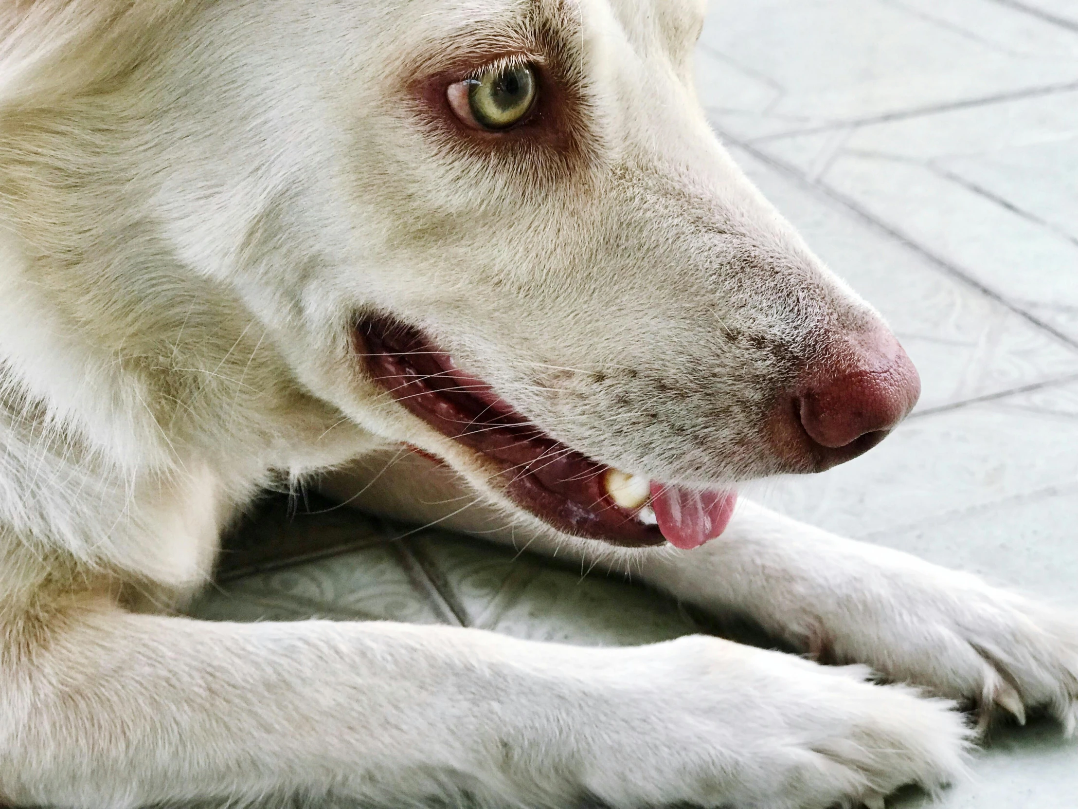 a big dog laying down on the ground