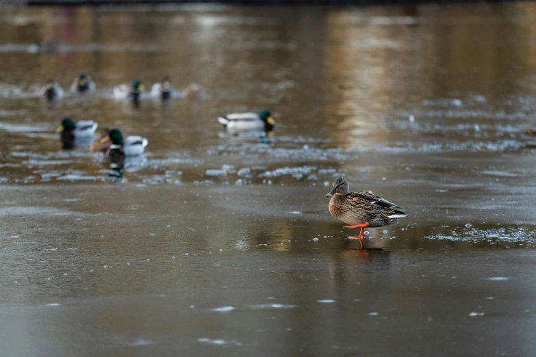 many small ducks are gathered in the water