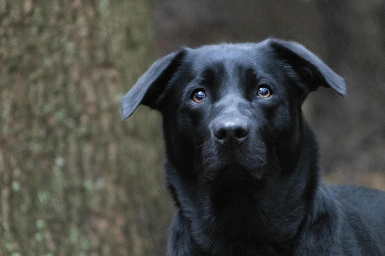 a black dog staring into the camera