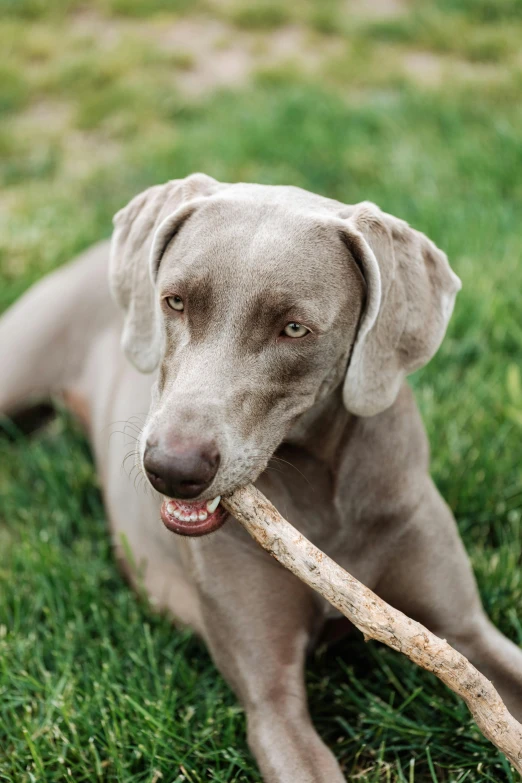 a big brown dog chewing on soing that is on the ground