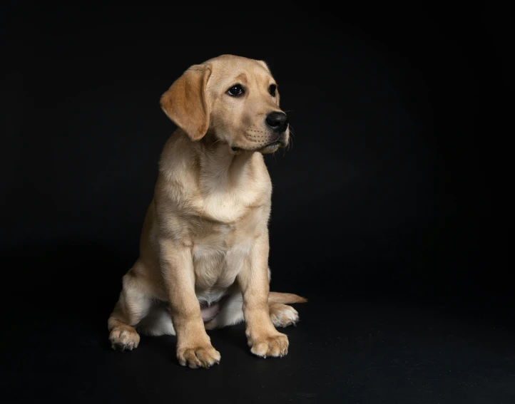 a yellow puppy sits on the floor while staring ahead