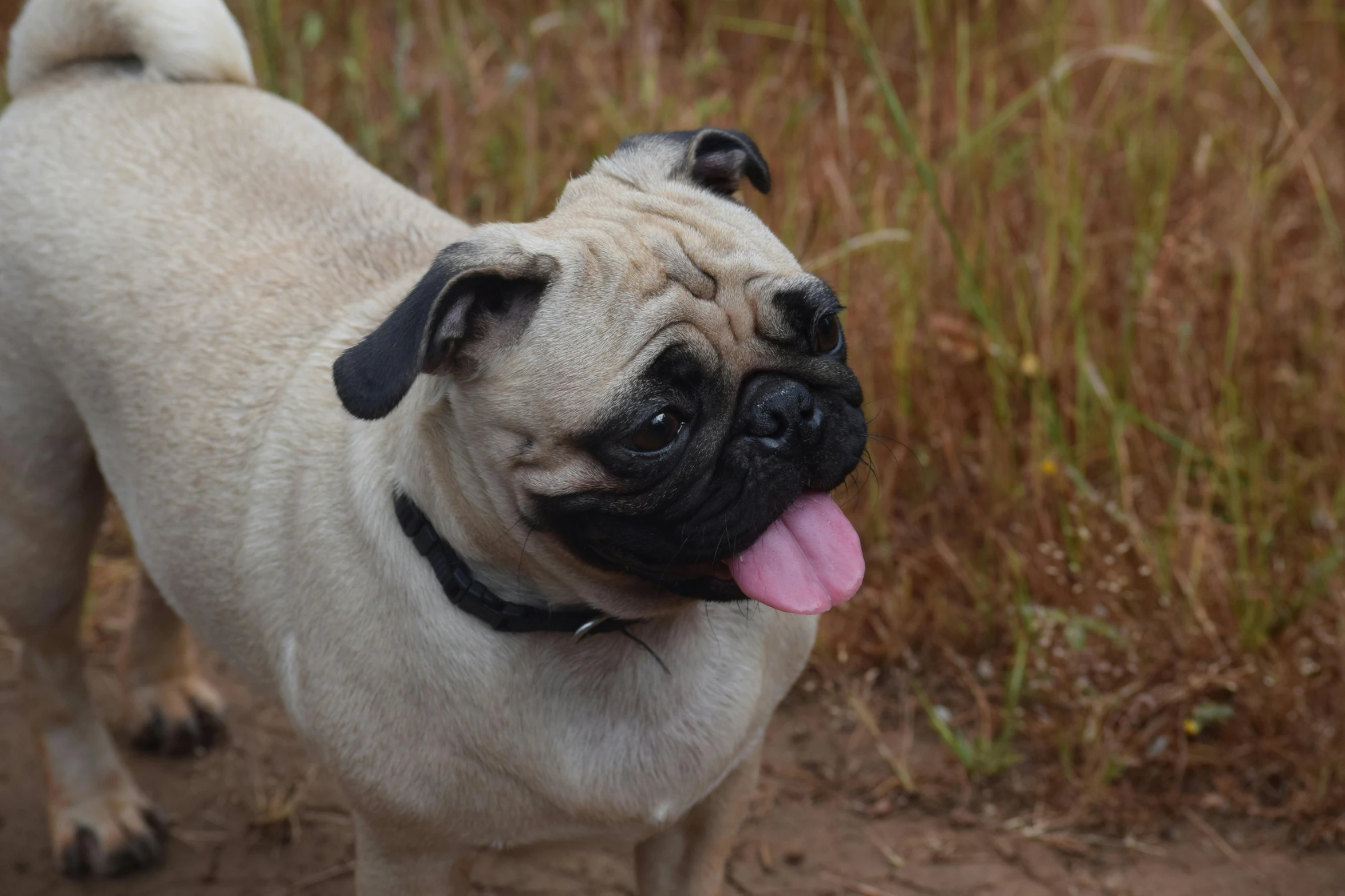 a small pug standing in a field with his tongue out