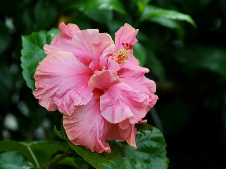 a bright pink flower with green leaves and sunlight