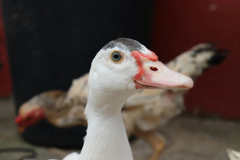 the goose has big, red eyeballs on it's forehead