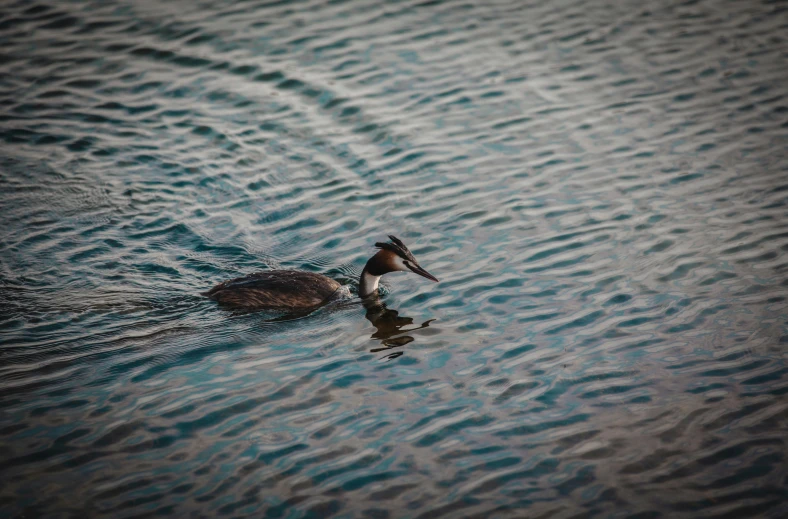 a lone duck floating through the water