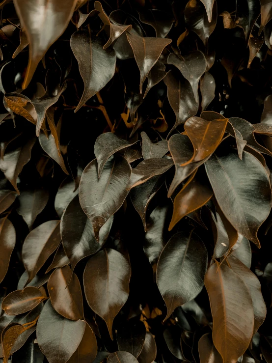 a group of leaves that have some green and brown leaves on it