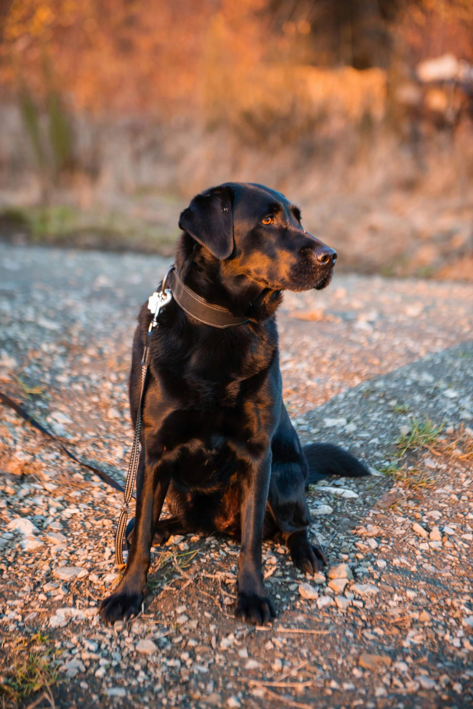 a dog that is sitting down in the dirt