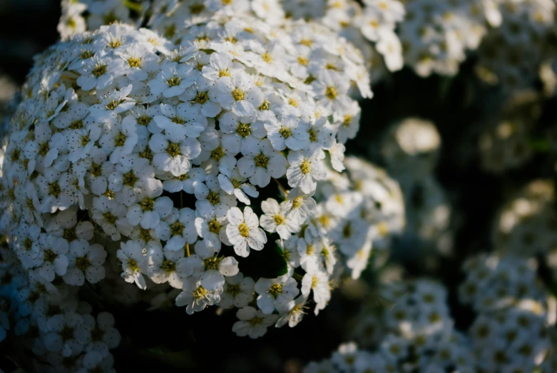 this is an image of flowers with white centers