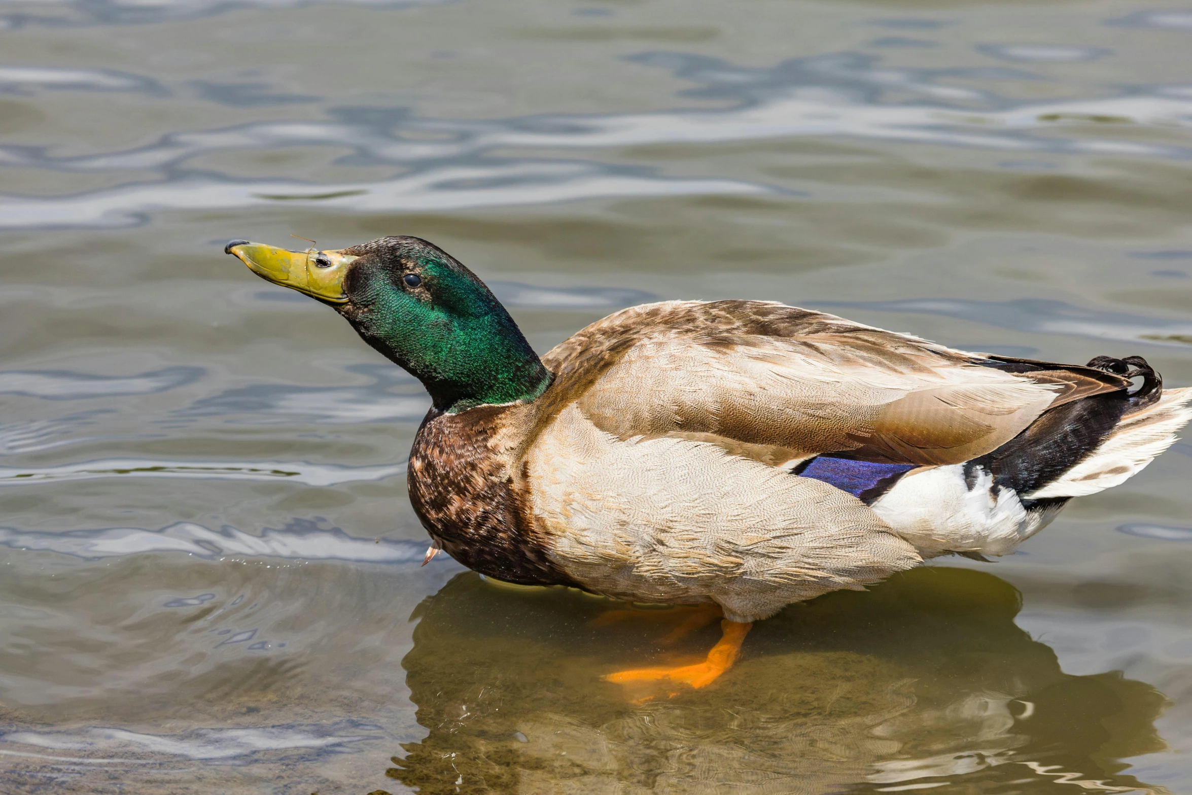 a duck is swimming on the water outside