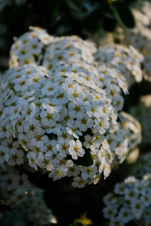 a cluster of white flowers next to a plant