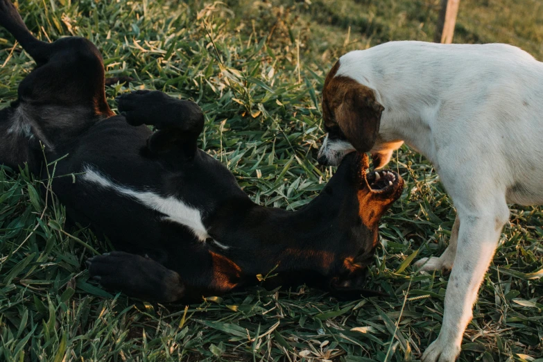 a dog is chewing on a little cow on the grass