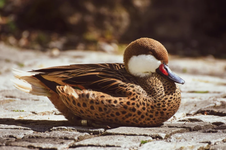 an animal that is laying down on a rocky ground