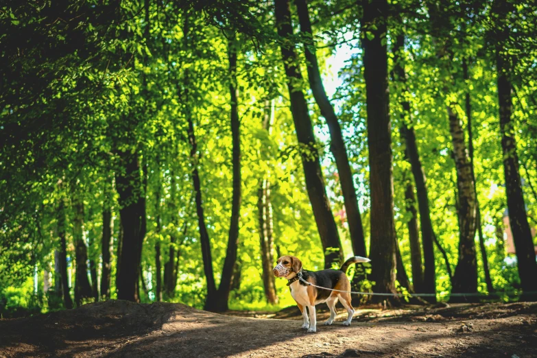 a dog tied to soing in the woods