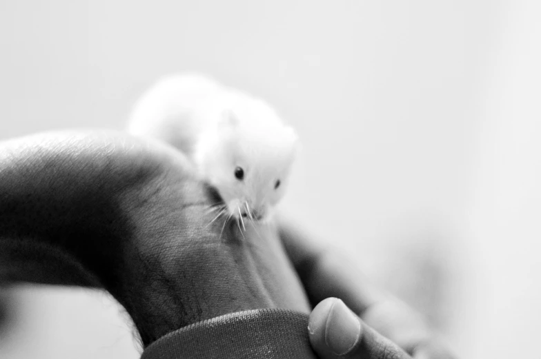 a person holding a small white animal in their hands