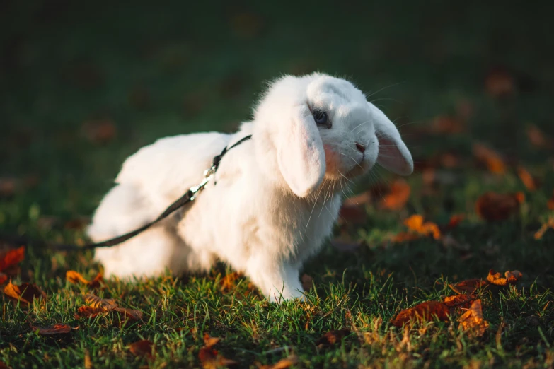 a small white rabbit on a leash standing on green grass