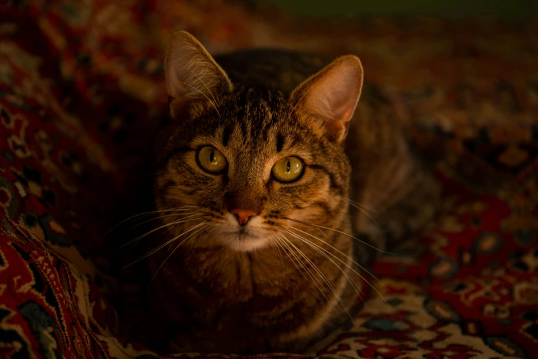 the cat is sitting on the blanket looking intently