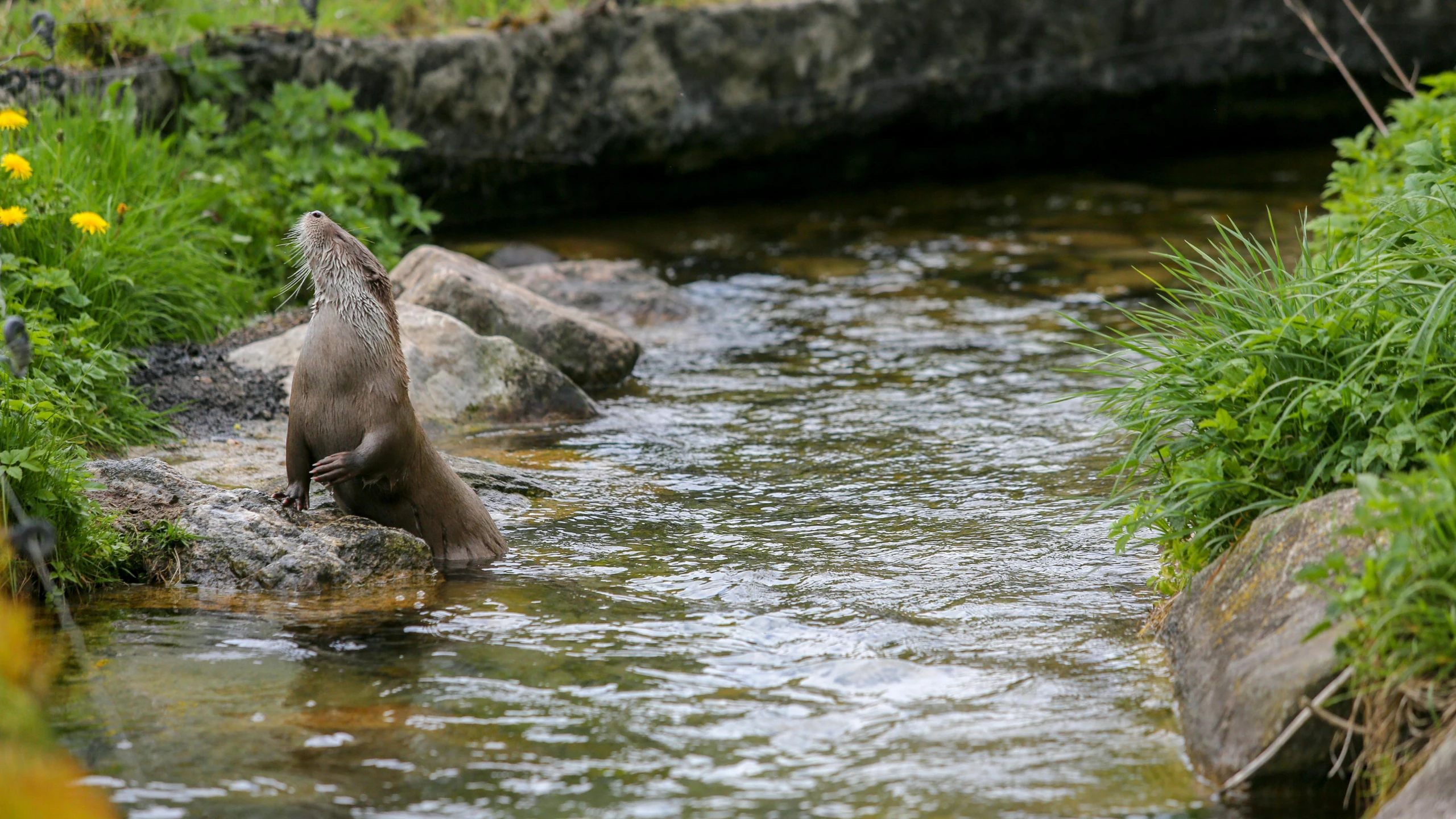 a brown bear standing on top of rocks in water