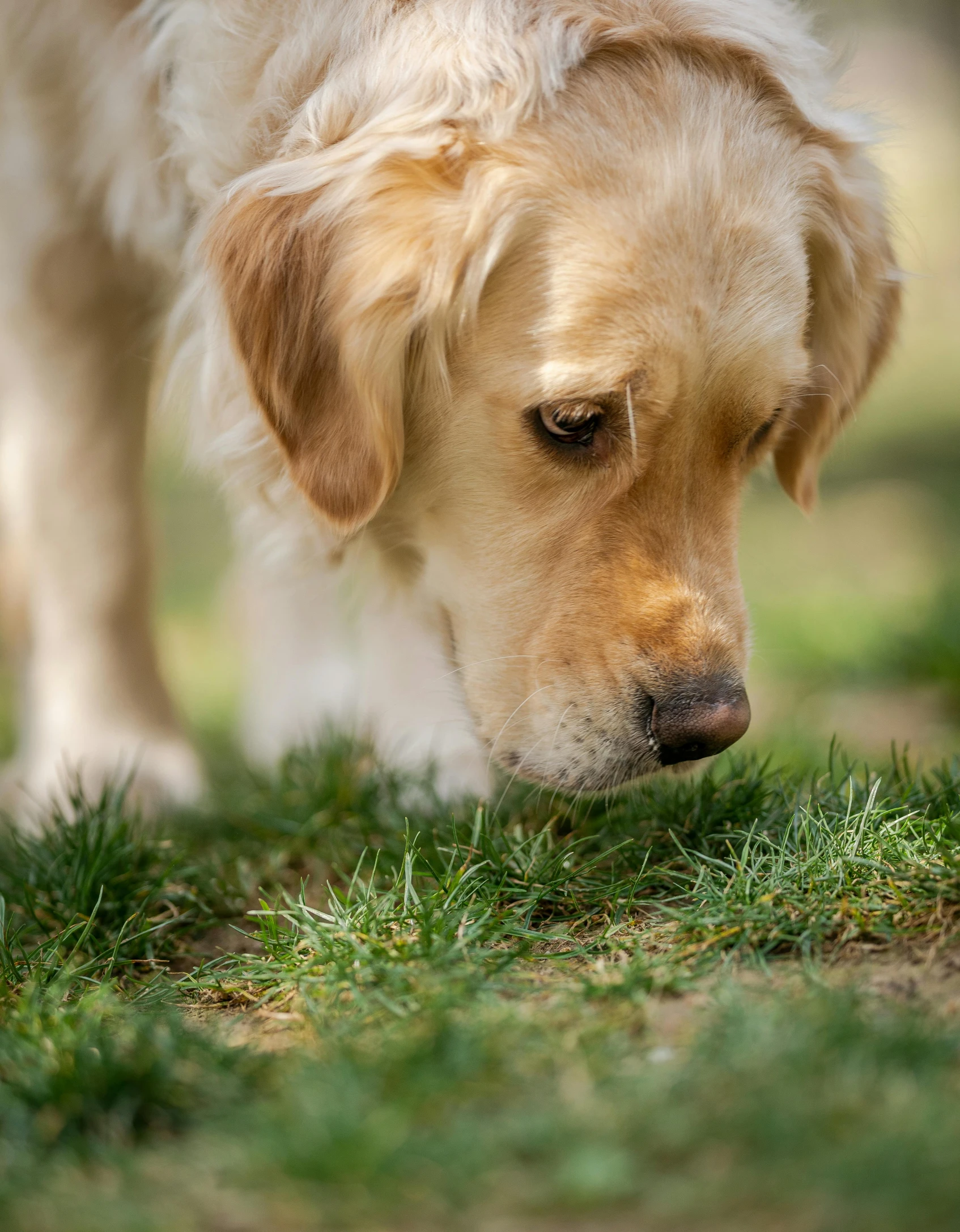 a dog with brown and white fur sniffing the grass