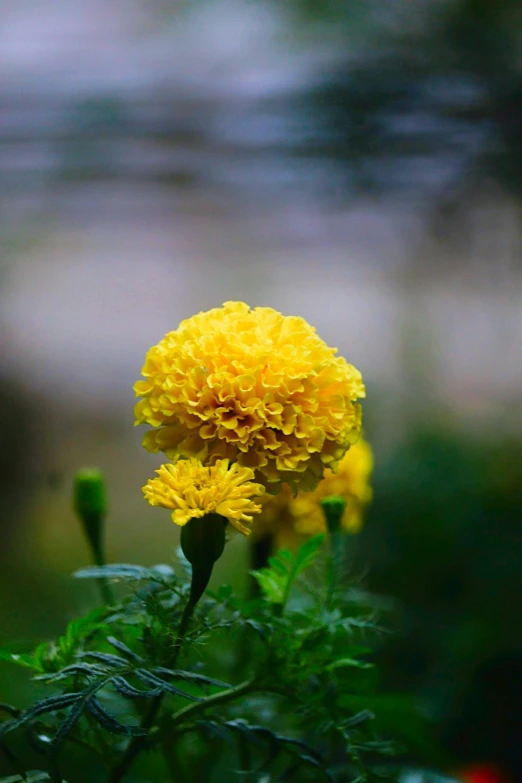 a yellow flower sits in the middle of the plant