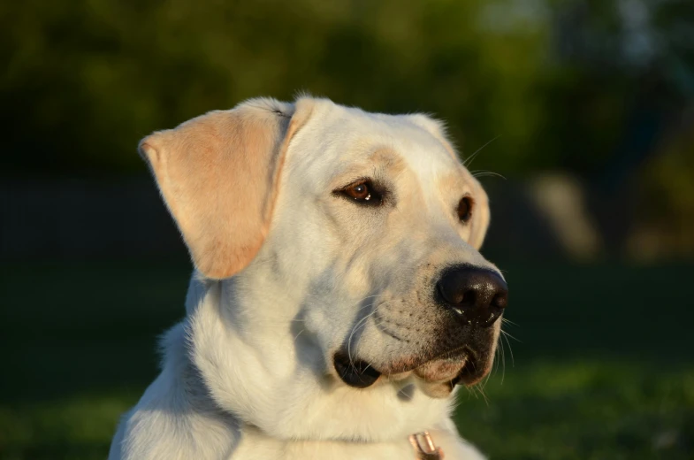 a dog is laying down in the green grass