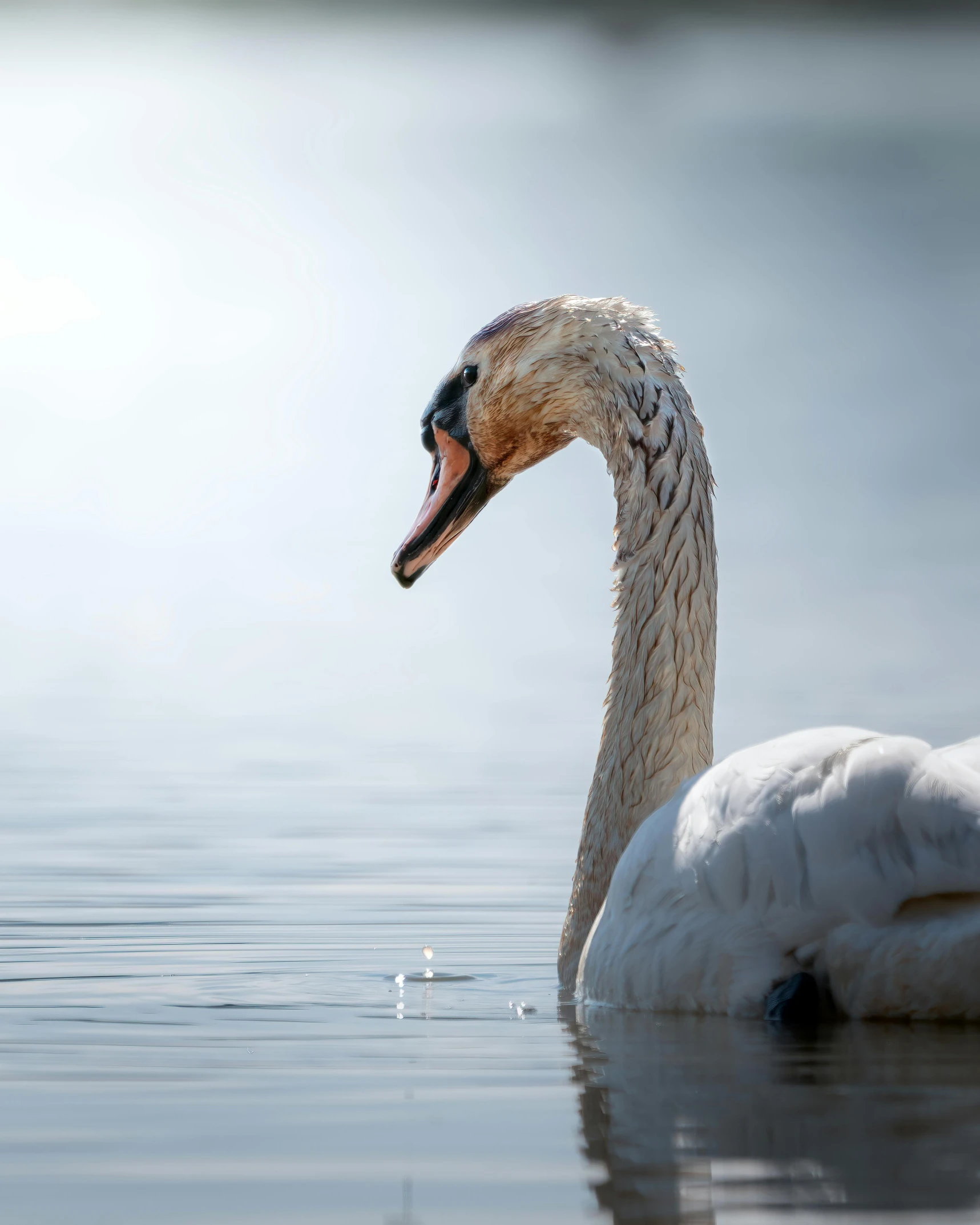 a swan swimming across the water at a lake