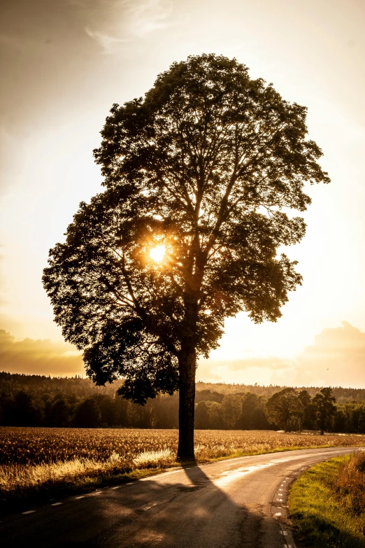 an empty tree with a sun shining behind it