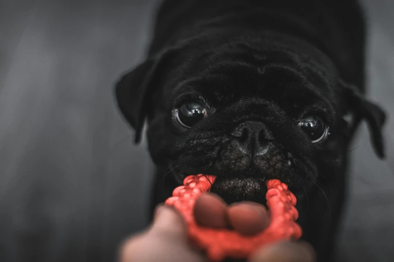 this is a black pug holding up a toy