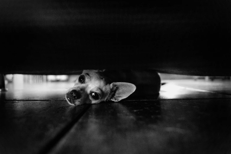 a black and white po of a cat hiding under a table