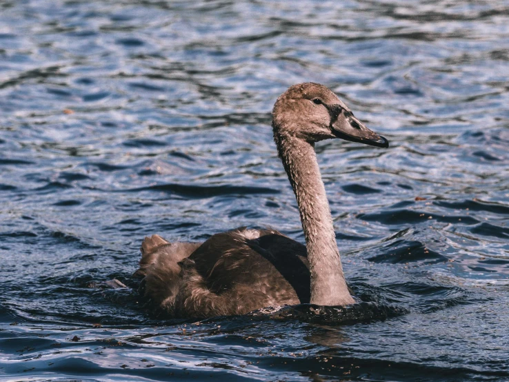 an animal swimming on the water and looking at the camera