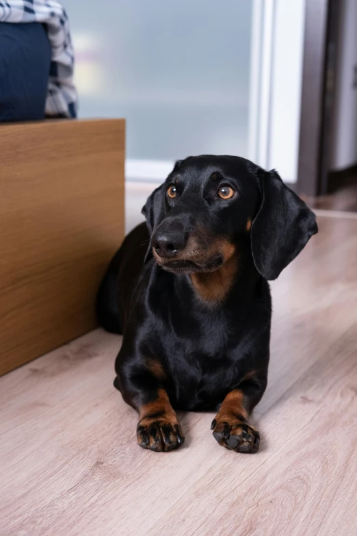 the dachshund dog is sitting in the room beside the open door