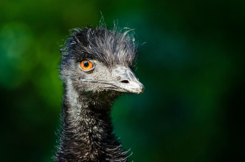 the face of a black bird with brown eyes