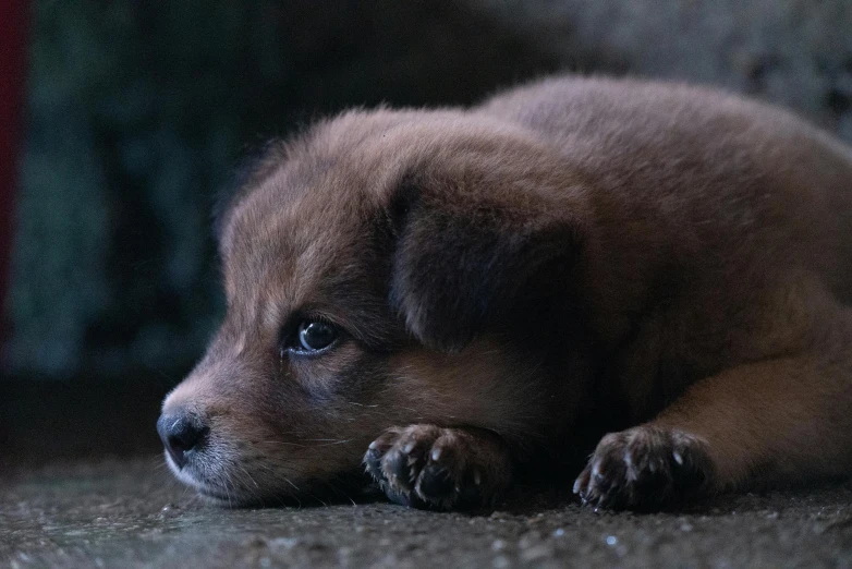 a baby dog laying in the middle of carpeting