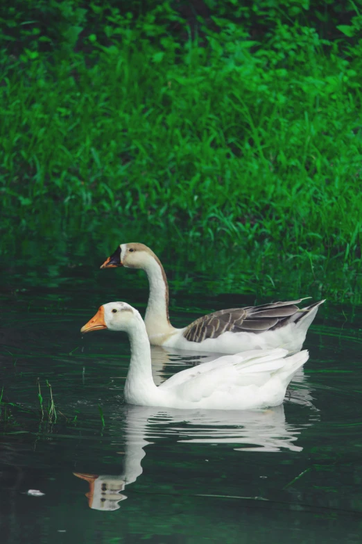 a close up of a duck in the water