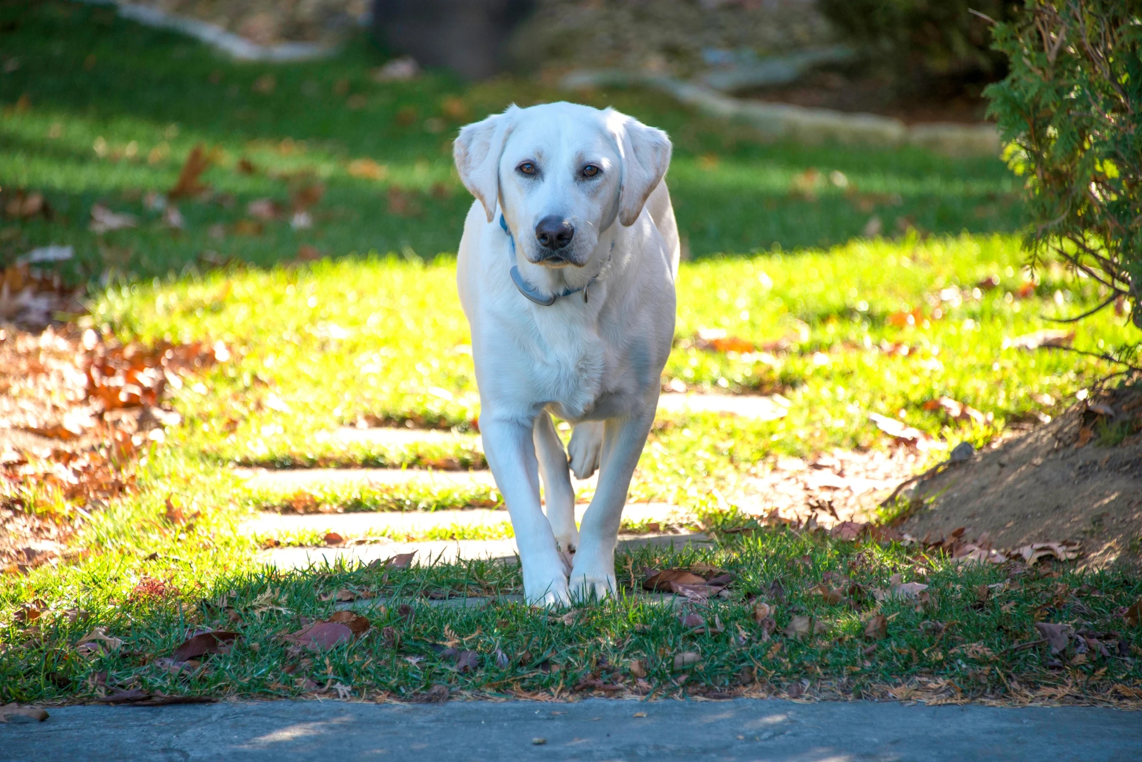 a dog standing on the side walk in the grass