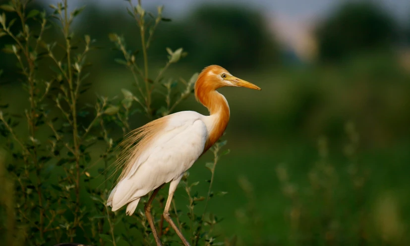 this bird has long yellow, orange, and white wings