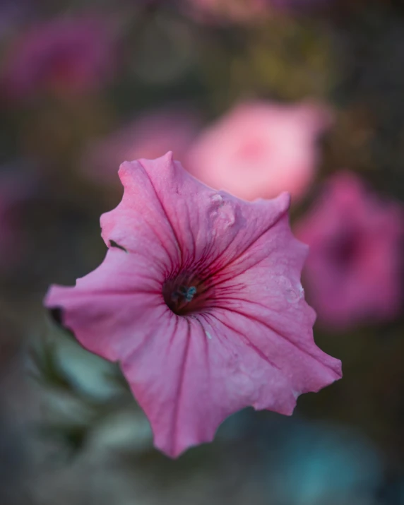 some very pretty pink flowers on a green stem