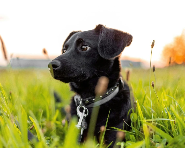 a black dog is sitting in tall green grass