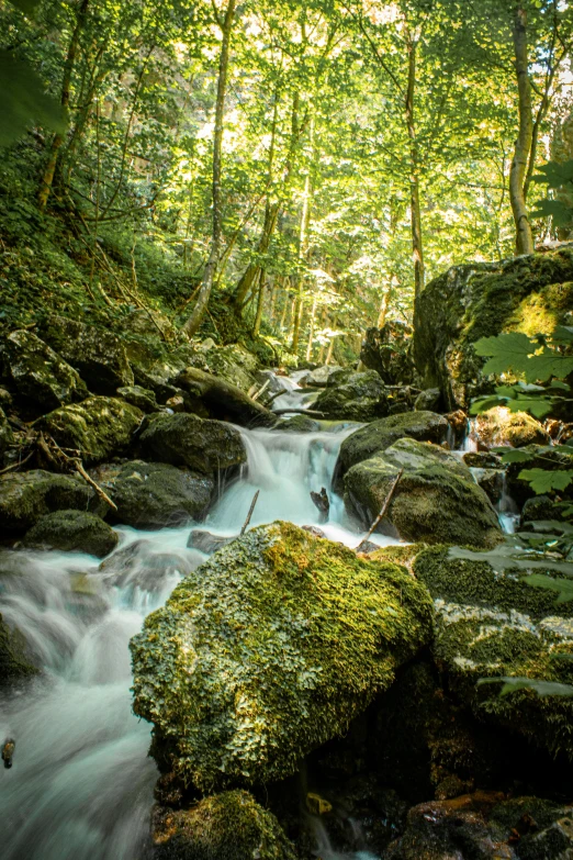 a green creek flowing through the woods