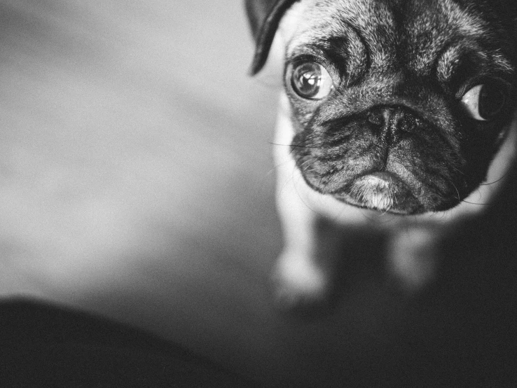 a pug dog with big eyes is shown in black and white