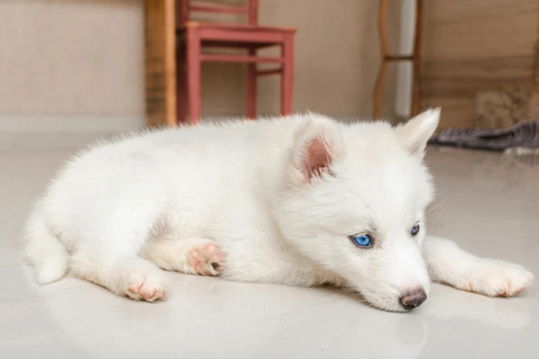 an adorable white husky puppy with blue eyes