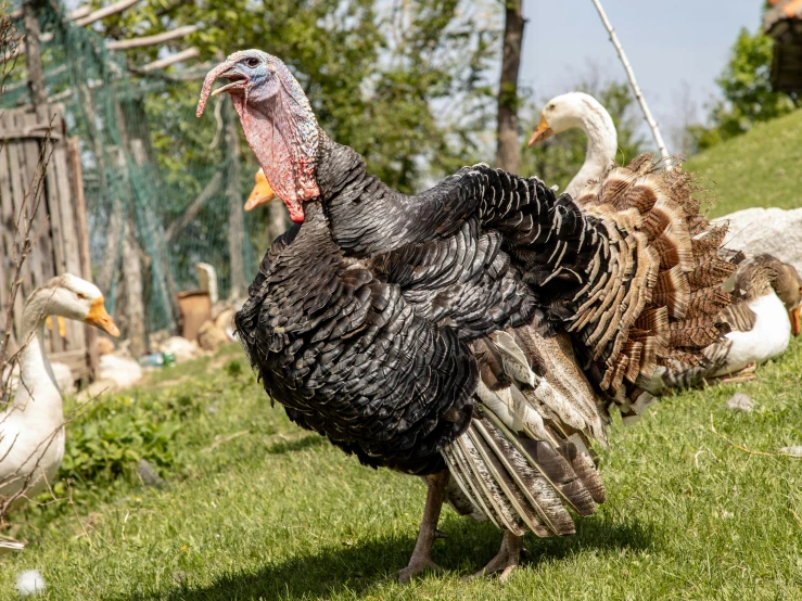 a large turkey is walking along the grass