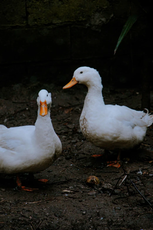 the two white ducks are next to each other